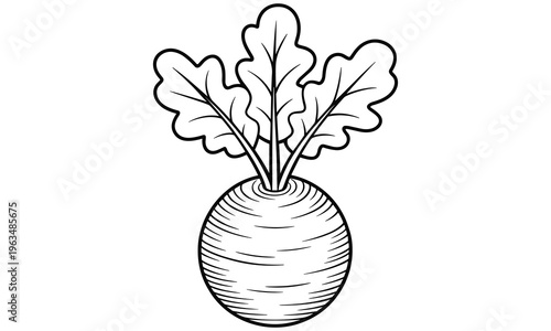 A simple vector graphic illustration of a turnip with large leaves
