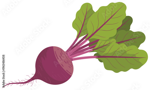Vector graphic illustration of a vibrant purple beetroot with lush green leaves, perfect for culinary or gardening designs