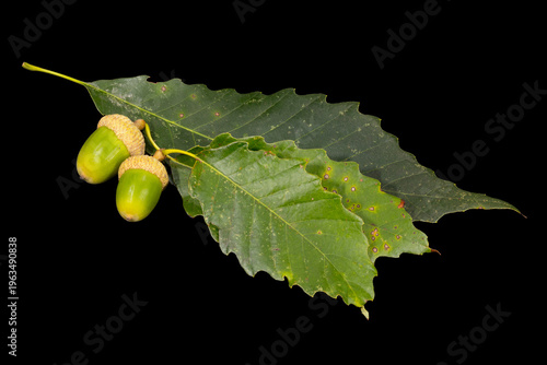 Fotografie Chinquapin Oak, Quercus muehlenbergii, leaves and acorns on black background
