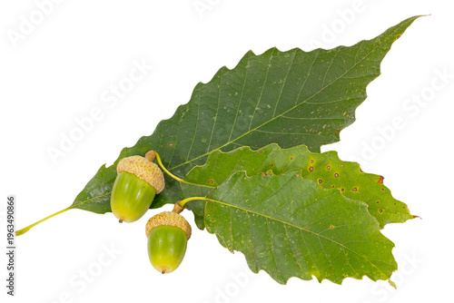 Cuadro en lienzo Chinquapin Oak, Quercus muehlenbergii, leaves and acorns on white