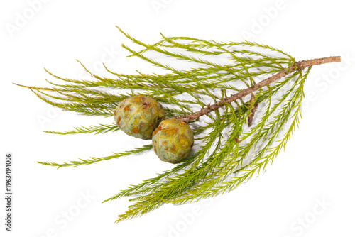 Bald Cypress, Taxodium distichum, branch with two ripening cones, on white