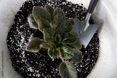 Planting a small indoor plant in a white pot filled with soil on a sunny day with gardening tools nearby