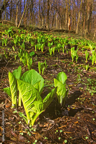 Canvas Print Skunk cabbage, Symphocarpus foetidus, emerging in spring within a hillside seep habitat