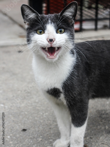 black and white cat portrait