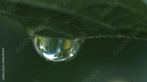 A raindrop hangs and sways on the green foliage of a plant, macro