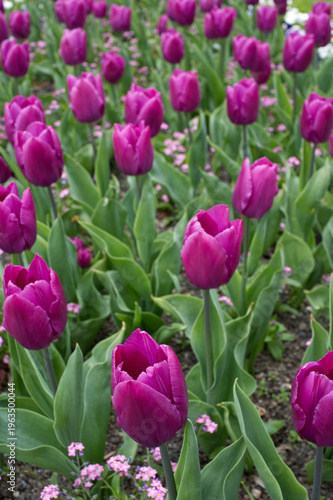 Purple Triumph Tulips Flower bed