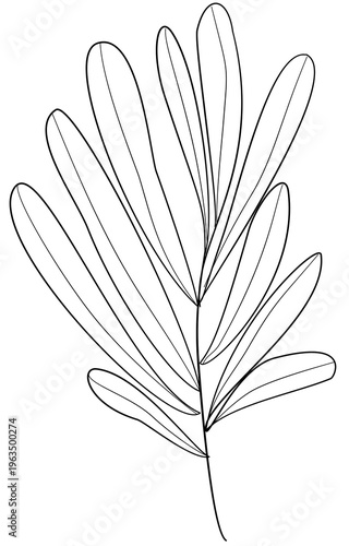 Floral Doodle Clipart for Worksheets Hand Drawn Flowers