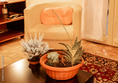 In the foreground, houseplants on a small table in an elegant psychology practice make it feel more welcoming. An armchair and a bookcase can be seen in the blurred background.