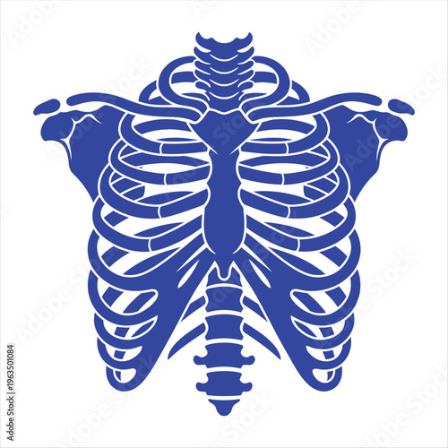 The blue silhouette of a human rib cage and upper spine is displayed isolated on a white background for anatomical reference.