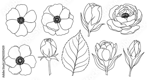 Flowers hand drawn set with black line art and leaves, botanical illustrations featuring floral, drawing, graphic with design element and plant