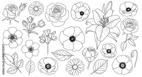 Flowers hand-drawn set with black outlines and various blooms featuring line art, illustrations, botanical with floral and roses elements for lilies,