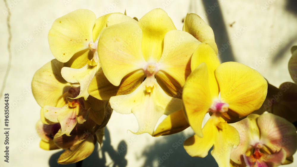 Obraz premium Close-up of yellow orchid flowers with pink centers, delicate petals highlighted against soft background.