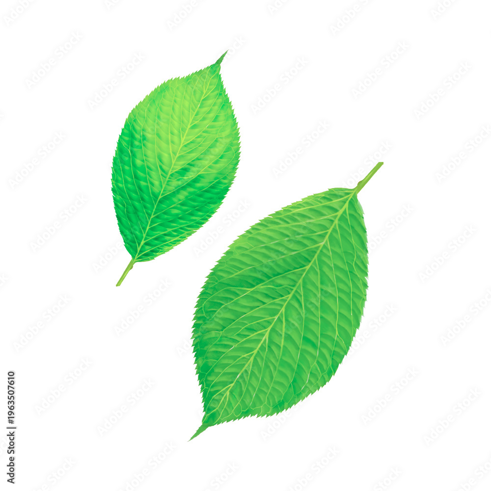 Fototapeta premium green leaves isolated on transparent background.