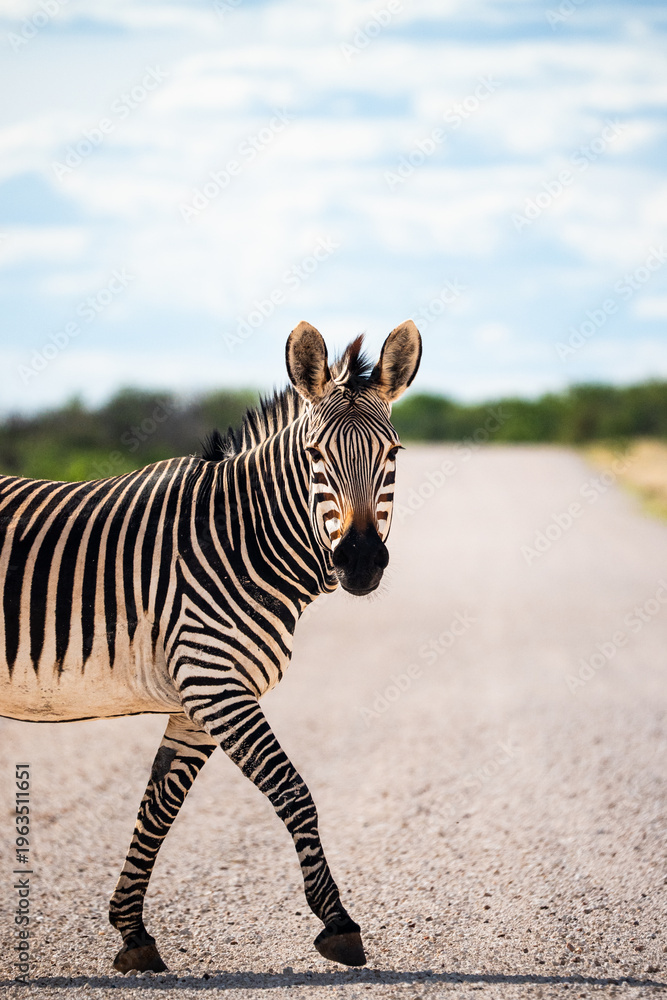 Naklejka premium Zebra Crossing Dusty Gravel Road, Turned Head And Striking Stripes Framed By Open Plains, Midday Light
