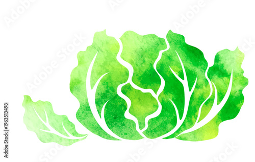 Lettuce. Colorful vector isolated decoration element. 