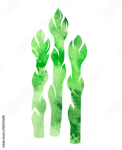 Asparagus. Colorful vector isolated decoration element. 