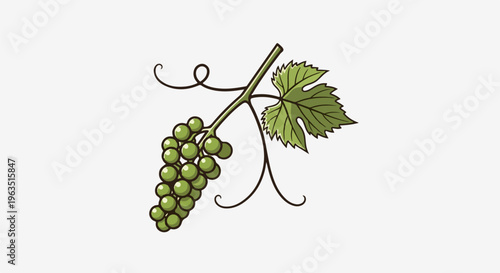 Green grapes hang from a vine with a leafy tendril and swirls