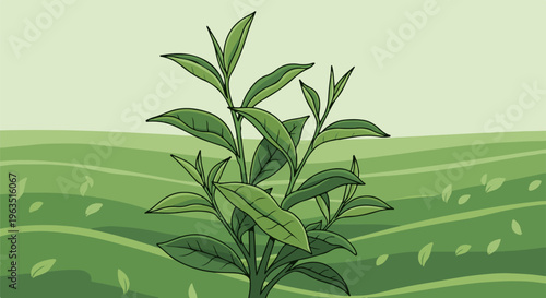 Green tea plant with leaves and undulating hills in the background