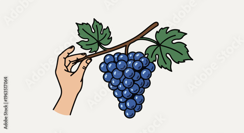 Hand reaches for a bunch of deep blue grapes on a vine with green leaves