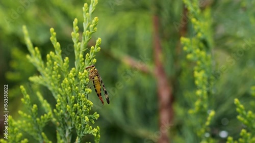 A scorpion fly sits on a thuja branch and scratches its whiskers
