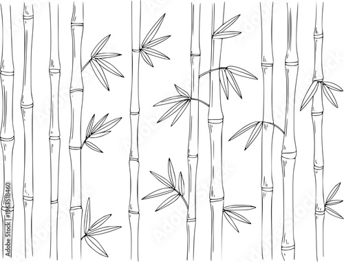 Hand Drawn Bamboo Stalks and Leaves Pattern White Background Line plant nature