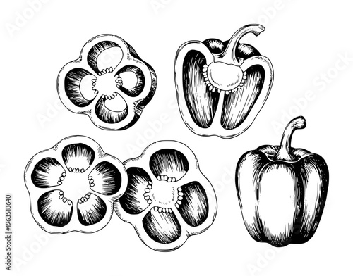 Hand Drawn of Bell Peppers Whole and Sliced White Background capsicum vegetable