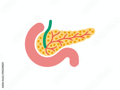 Stylized of the human pancreas and duodenum with duct system in yellow pink and green