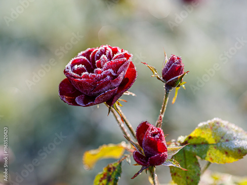 A beautiful image of roses covered in frost. Red roses in the autumn garden. Beautiful floral background. Natural wallpaper or banner.