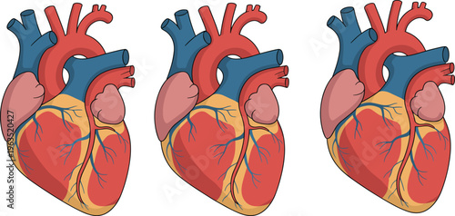 Human heart anatomy illustration set, medical vector of cardiovascular organ with arteries, veins and chambers, detailed anatomical diagram for healthcare, education and science use
