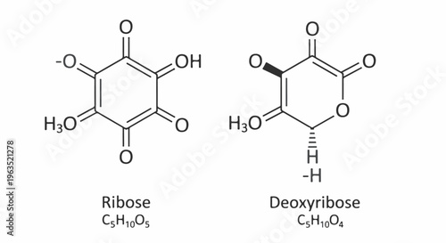 Chemical structures of ribose and deoxyribose molecules, displaying atomic configurations and formulas