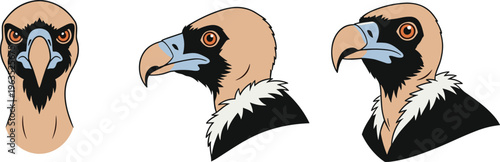 Vulture Head Vector Illustration Showing Front and Side Views with Detailed Beak, Eyes, and Feathers for Wildlife, Nature, and Educational Designs