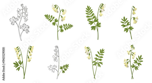 Dutchman’s Breeches Vector Illustration | Woodland Wildflower Botanical Artwork | Unique Spring Flower Design