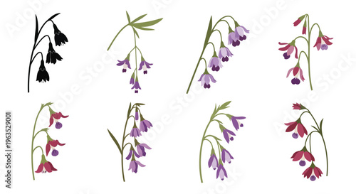 Dutchman’s Breeches Vector Illustration | Woodland Wildflower Botanical Artwork | Unique Spring Flower Design