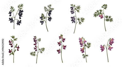 Dutchman’s Breeches Vector Illustration | Woodland Wildflower Botanical Artwork | Unique Spring Flower Design