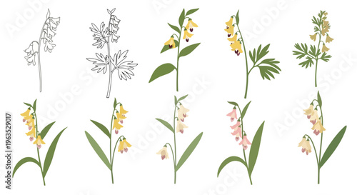 Dutchman’s Breeches Vector Illustration | Woodland Wildflower Botanical Artwork | Unique Spring Flower Design
