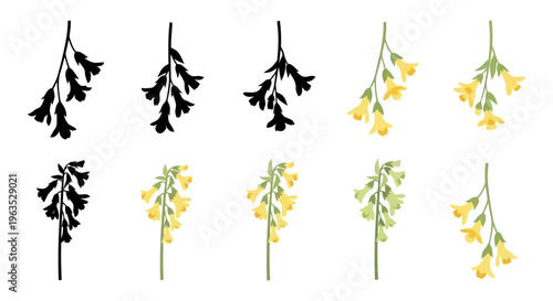 Dutchman’s Breeches Vector Illustration | Woodland Wildflower Botanical Artwork | Unique Spring Flower Design