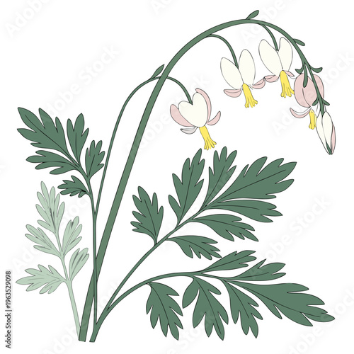 Dutchman’s Breeches Vector Illustration | Woodland Wildflower Botanical Artwork | Unique Spring Flower Design