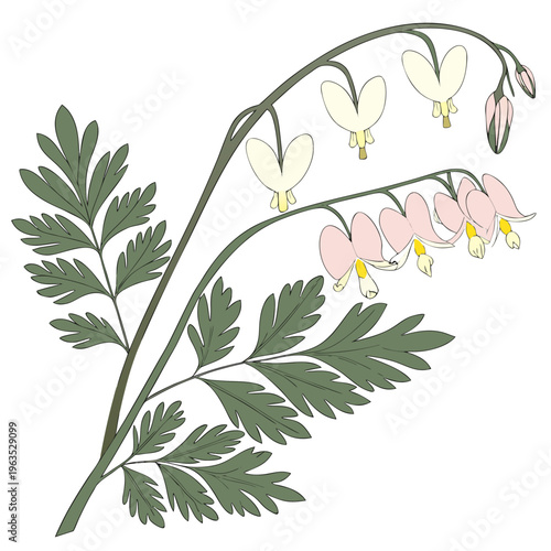 Dutchman’s Breeches Vector Illustration | Woodland Wildflower Botanical Artwork | Unique Spring Flower Design