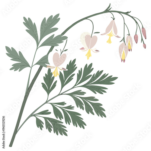 Dutchman’s Breeches Vector Illustration | Woodland Wildflower Botanical Artwork | Unique Spring Flower Design