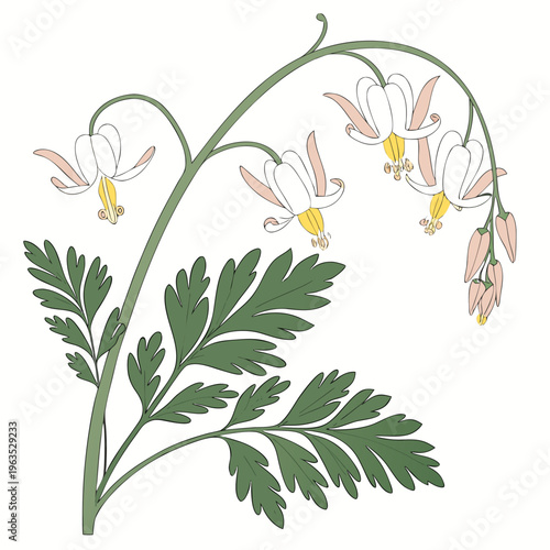 Dutchman’s Breeches Vector Illustration | Woodland Wildflower Botanical Artwork | Unique Spring Flower Design