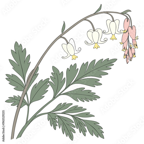 Dutchman’s Breeches Vector Illustration | Woodland Wildflower Botanical Artwork | Unique Spring Flower Design