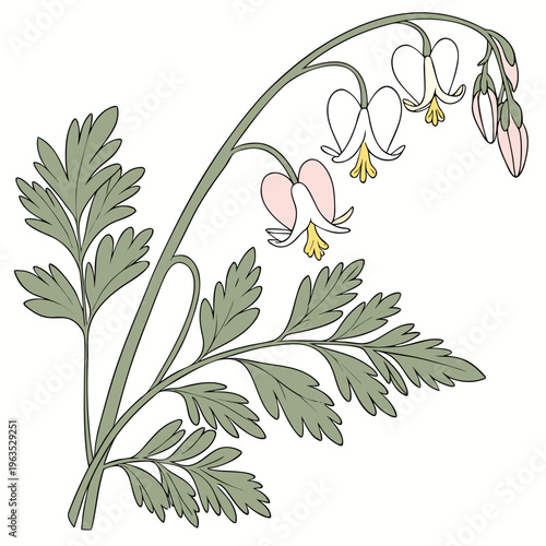 Dutchman’s Breeches Vector Illustration | Woodland Wildflower Botanical Artwork | Unique Spring Flower Design