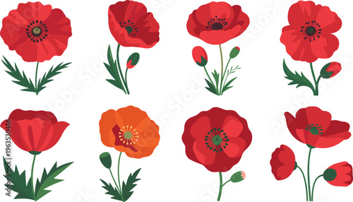 Red poppy flower vector illustration set, botanical floral collection with blooming poppies, buds and leaves, isolated decorative design for spring nature theme