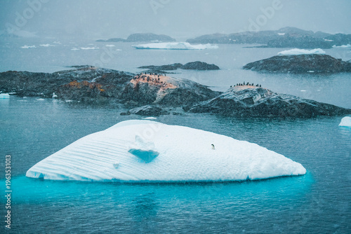 Lone Adélie Penguin on Floating Iceberg in Falling Snow with Colony in Background, Antarctica Climate Change and Wildlife Concept
