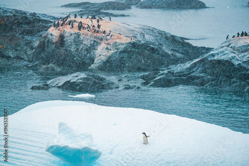 Photography Solitary Adélie Penguin Standing on Edge of Iceberg During Polar Snowfall, Beaut