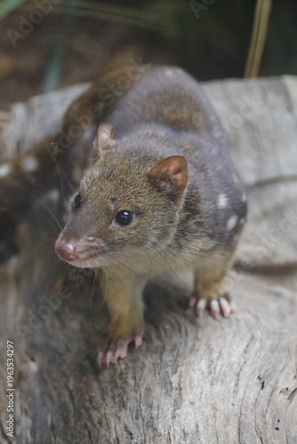 Bilde på lerret Spotted-tail Quoll