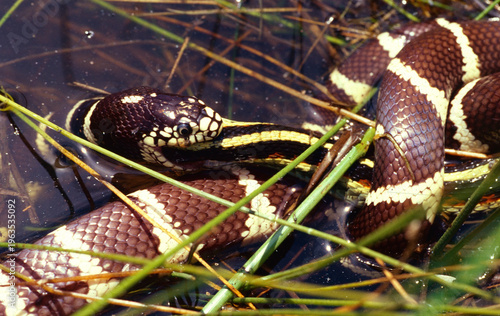 A California Kingsnake (Lampropeltis getula californiae) eating a large (Thamnophis sirtalis fitchi) in the shallow water of a pond in Napa County, California. 