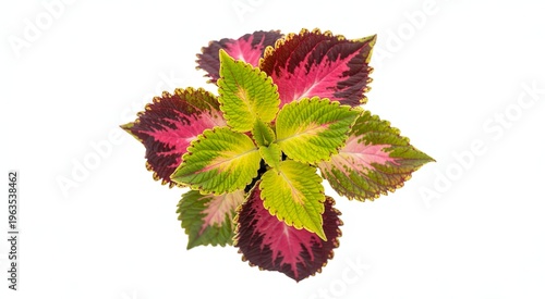 Vibrant coleus plant with green pink and burgundy leaves against a white background green leaves pink leaves