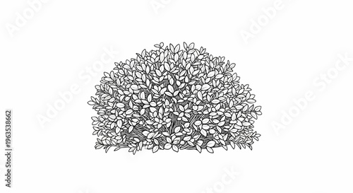A detailed black and white line drawing of a lush, bushy plant