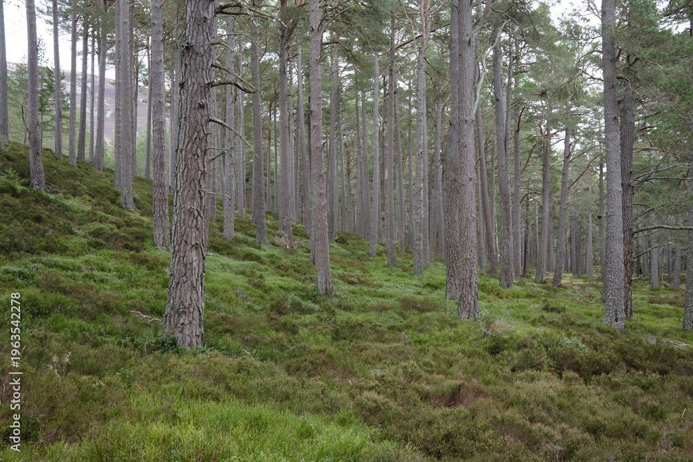 Obraz premium British landscapes